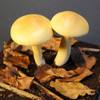 Zdjęcie: gaska siarkowa 2 - Tricholoma sulphureum.jpg